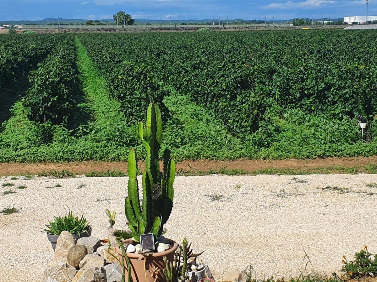 Mas De La Forge Noguier Bed & Breakfast Vergeze Bagian luar foto